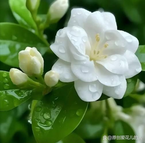 茉莉花图片大全_如何拍摄茉莉花高清特写