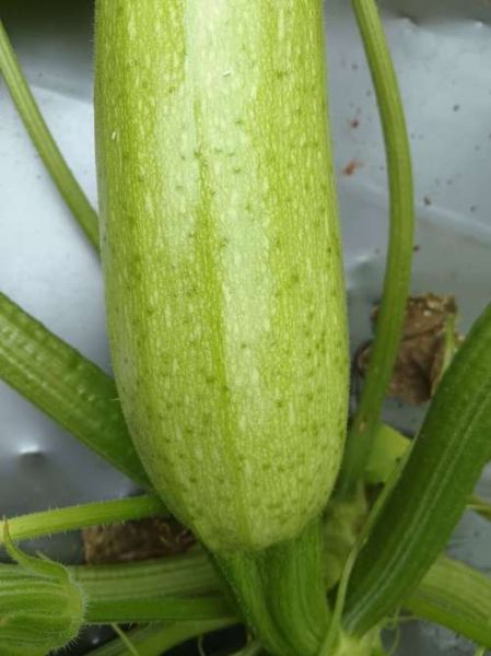 梦到西葫芦是什么意思_梦见西葫芦好不好