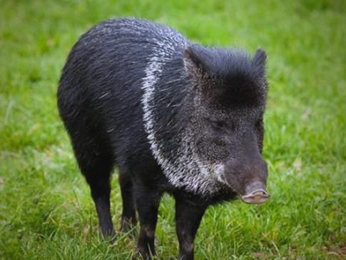 梦到黑猪是什么意思_梦见黑猪预示着什么