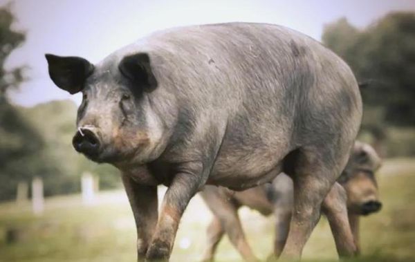 梦到黑猪是什么意思_梦见黑猪预示着什么