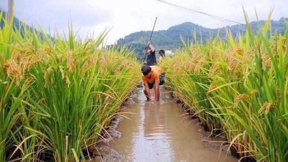 梦到捉鱼是什么意思_梦见捉鱼是吉兆吗