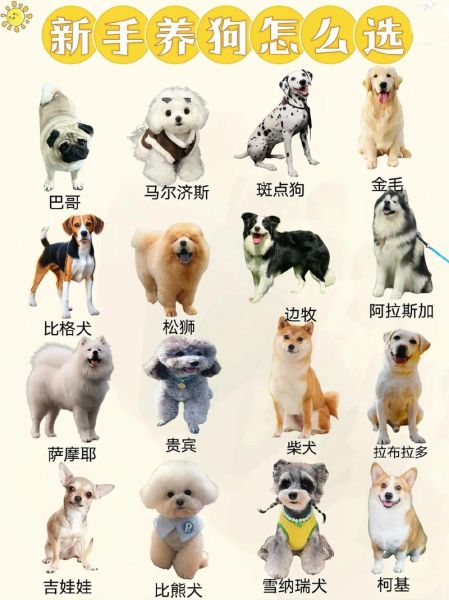 狗大全图片有哪些品种_如何挑选适合自己的狗