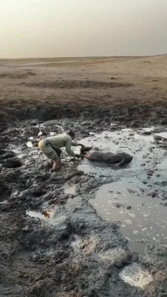 梦到泥潭是什么意思_梦见自己陷进泥潭怎么办