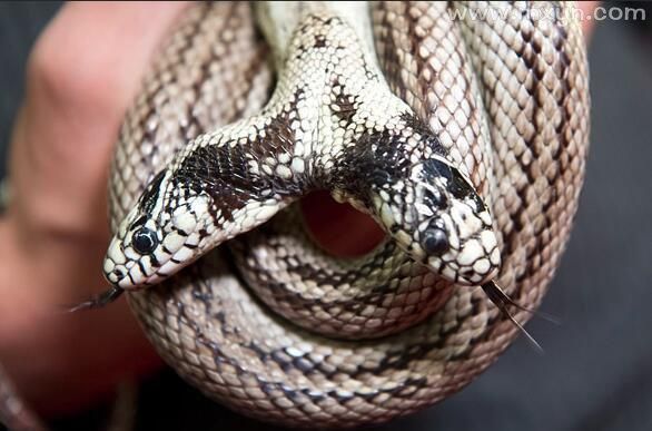 梦到双头蛇是什么意思_梦见双头蛇好不好