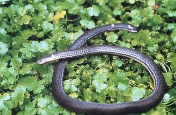 梦到双头蛇是什么意思_梦见双头蛇好不好