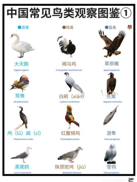 鸟类大全图片及名称_如何快速识别常见鸟