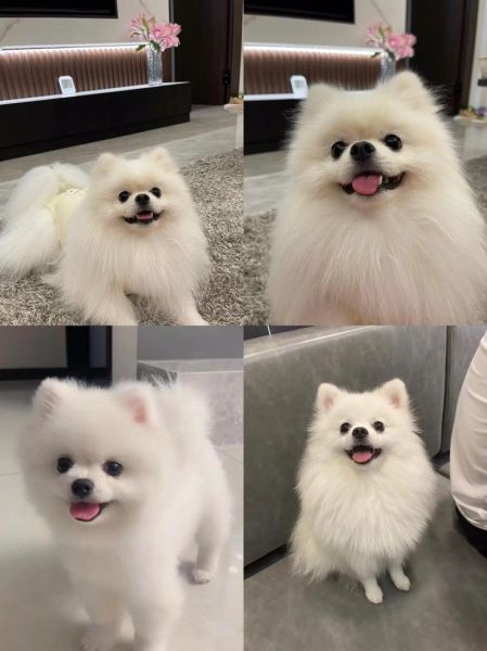 博美图片大全_博美犬哪个颜色最可爱