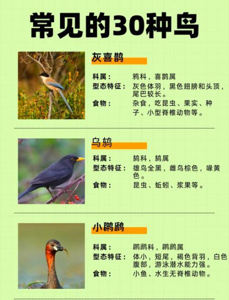 鸟类大全图片及名称_如何快速识别常见鸟