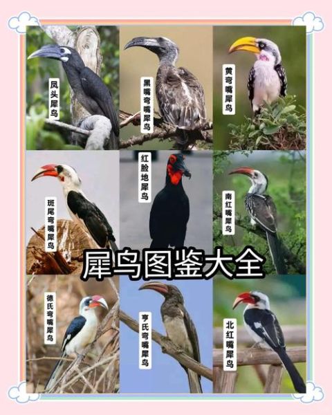 鸟类大全图片及名称_如何快速识别常见鸟