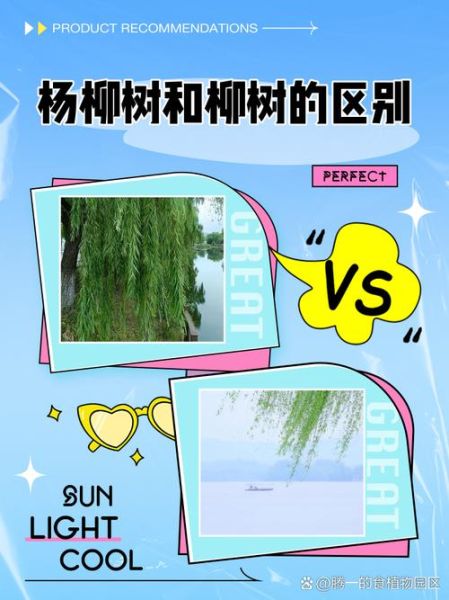 柳树图片大全_如何识别不同品种