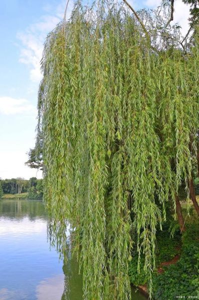 柳树图片大全_如何识别不同品种