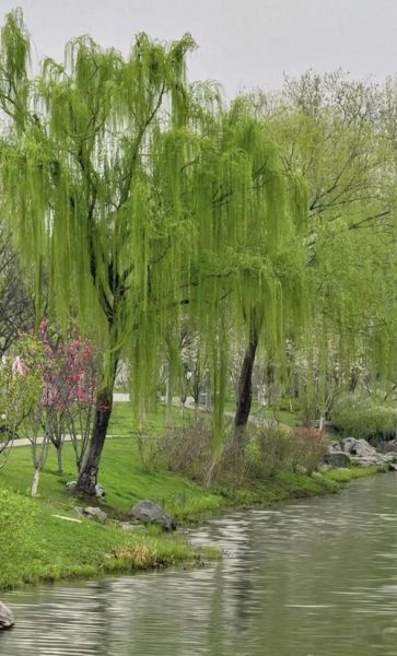 柳树图片大全_如何识别不同品种