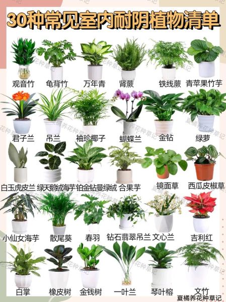 植物大全图片有哪些_如何识别常见植物