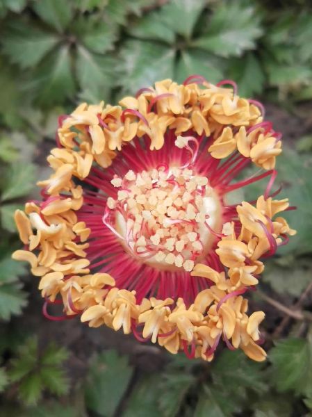 花芯迅雷下载安全吗_花芯迅雷下载资源去哪找