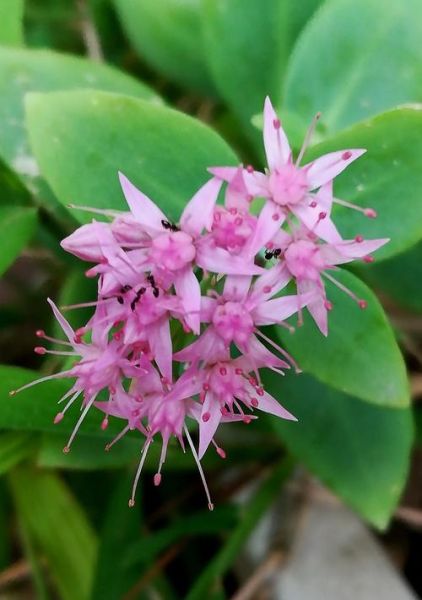 花芯迅雷下载安全吗_花芯迅雷下载资源去哪找