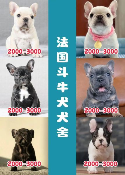 法国斗牛犬图片大全_法国斗牛犬多少钱一只