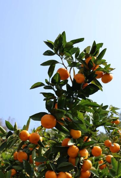 梦到橘子是什么意思_梦见橘子好不好