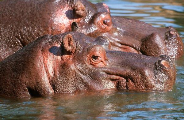 河马图片大全_河马高清图哪里找