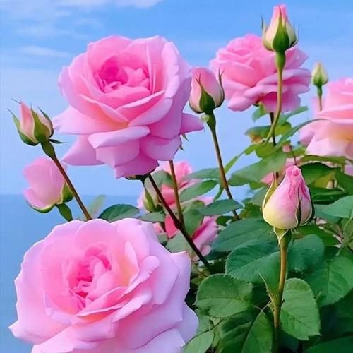 梦到鲜花是什么意思_鲜花梦境预示什么