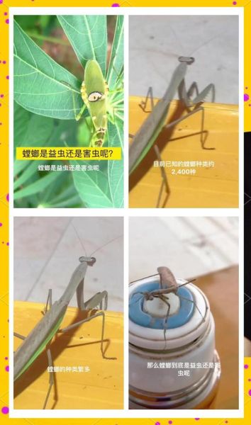 梦到螳螂是什么意思_梦见螳螂预示什么