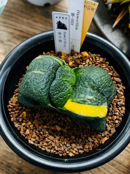 卧牛图片大全_卧牛怎么养才漂亮