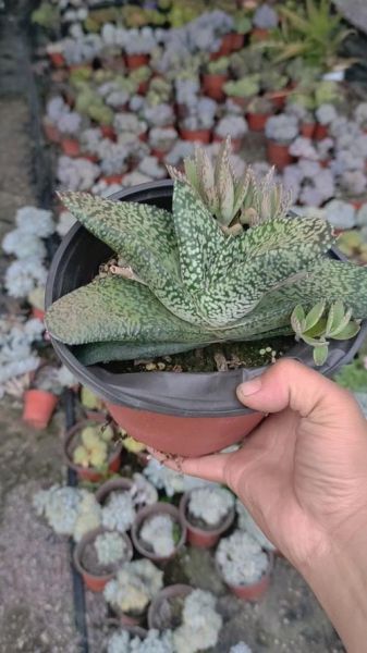 卧牛图片大全_卧牛怎么养才漂亮