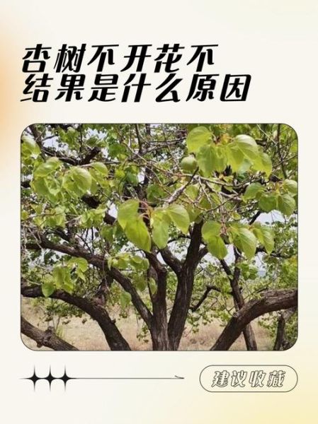 梦到杏树是什么意思_梦见杏树开花结果好不好