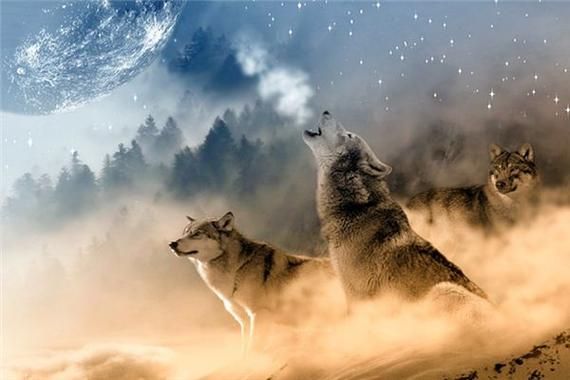 梦到很多狼是什么意思_梦见狼群攻击怎么办