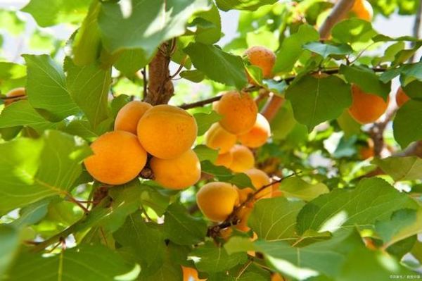 梦到杏树是什么意思_梦见杏树开花结果好不好