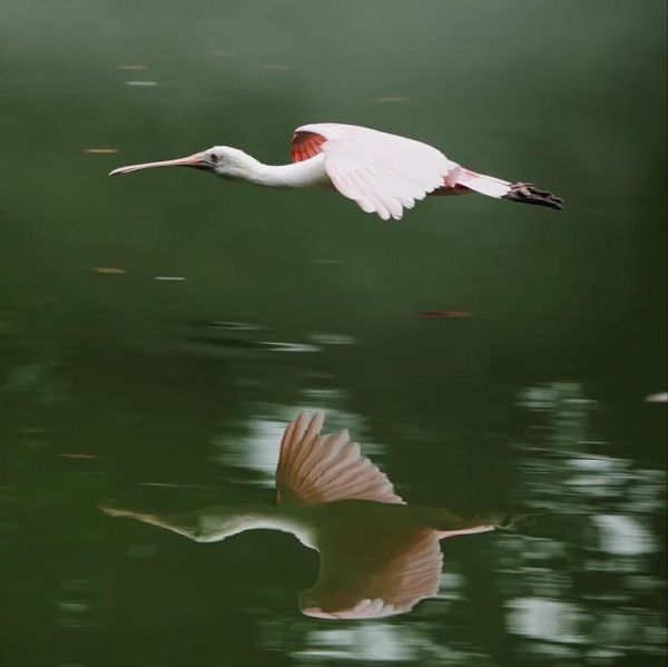 梦到飞鸟是什么预兆_梦见飞鸟代表什么