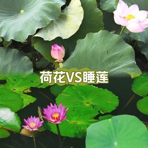 梦到荷花是什么意思_荷花梦境解析