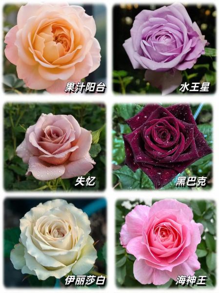 月季花图片大全_月季花品种怎么区分