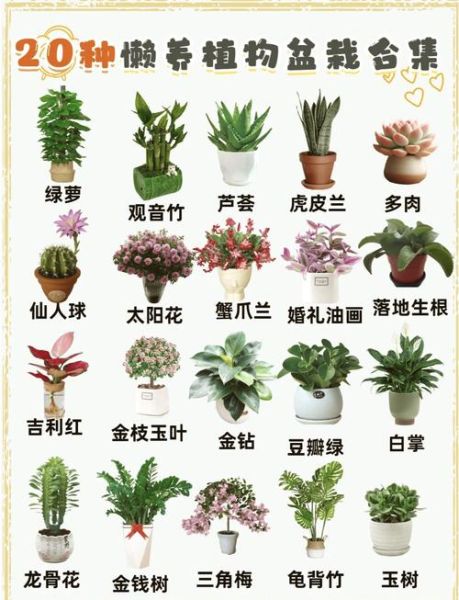 植物大全名字和图片_如何快速识别常见绿植
