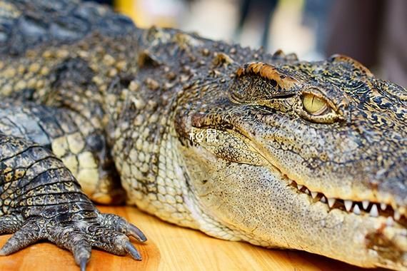 怀孕梦到鳄鱼是什么意思_孕妇梦见鳄鱼是生男生女