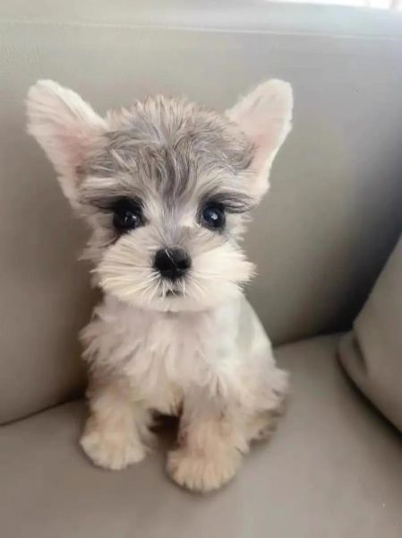 雪纳瑞图片大全_雪纳瑞有哪些颜色